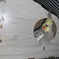 سه عدد عروس هلندی دو ماده و یک نر و دو عدد خرگوش|پرنده|کلاچای, |دیوار