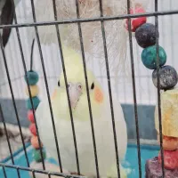 عروس هلندی سخنگو
