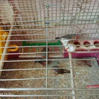 فنچ سرحال و تخم گذار