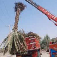 فروش پاجوش و نخل بزرگ|خدمات باغبانی و درختکاری|آران و بیدگل, |دیوار