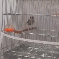 جوجه سهره آوازخان