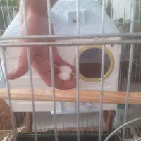 عروس هلندی جفت