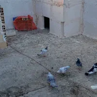 سلام داداش دهتا کفتر جفتکاه هم پرش