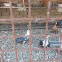 بزک سینه سفید|پرنده|شیراز, ارم|دیوار