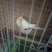 طوطی عروس جفت مولد|پرنده|هشتگرد, هیو|دیوار