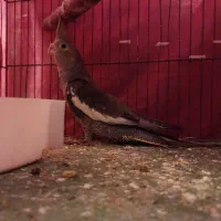 جوجه عروس ۳ماهه دون خور|پرنده|تهران, پرستار|دیوار