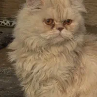 پرشین سوپرفلت