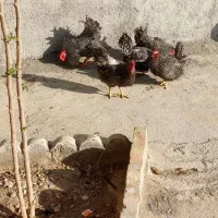 تخم نطفه داره آمروک و مرغ خروس