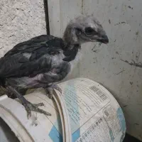 جوجه لاری|حیوانات مزرعه|شیراز, کوشک میدان|دیوار