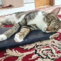 واگذاری گربه یک سال و نیم