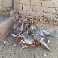 غاز|حیوانات مزرعه|خرمشهر, |دیوار