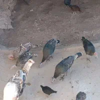 بوقلمو|حیوانات مزرعه|گوآور, |دیوار