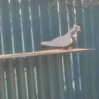 کبوتر پرشی ماده