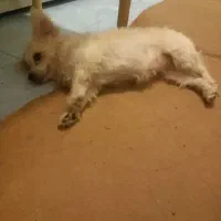 یک عدد سگ ماده گم شده|حیوانات|کرمانشاه, |دیوار