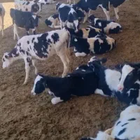 خریدار و فروشنده گوساله شیرخوار و قطع شیر