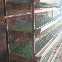 قفس بلدرچین پنج طبقه|لوازم جانبی حیوانات|دهاقان, |دیوار