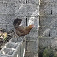 سه عدد مرغ