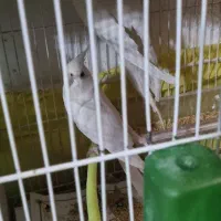 عروس هلندی کوتوله قناری شاه طوطی ملنگو