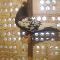 سینه سیاه|پرنده|مشهد, هفده شهریور|دیوار