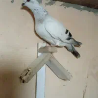 شامی کاغذی چشم سرمه نوک ریز