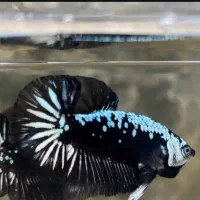 ماهی فایتر بلک مامبا.هل بوی.اف سی سی .هافمن