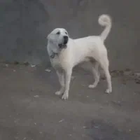 سگ نگهبان واگذاری