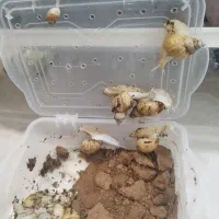 حلزون بالغ آلبینو|خزنده|تهران, وحیدیه|دیوار