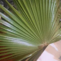 فروش نهال های پالم در چندین سایزو اندازه. فوری|خدمات باغبانی و درختکاری|بابکان, |دیوار