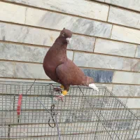 کبوتر فروشی