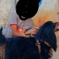 سگ پاکوتاه|سگ|بیرجند, |دیوار