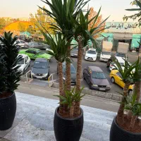 فروش ویژه یوکا مجموعه با ارسال رایگان|گل و گیاه طبیعی|تهران, جنتآباد شمالی|دیوار