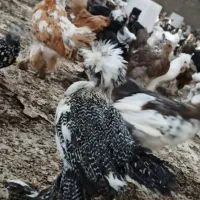 انواع مرغ زینتی برهما کوشین سلطان لهستان