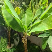 گل گیاه باباآدم نیکولای اریکا نخل لیدی پالم موز