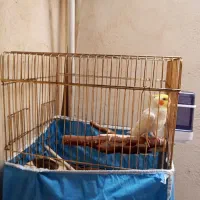 عروس هلندی|پرنده|همدان, |دیوار