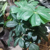 انواع گل مصنوعی|گل مصنوعی|شیراز, شهرک سعدی|دیوار