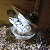 کبوتر تضمینی|پرنده|جوادآباد, |دیوار