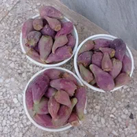 میوه کاکتوس تازه و خوشمزه