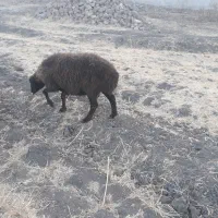 میکی.راس.میش.جوان.ابستن