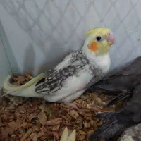 جوجه عروس هلندی|پرنده|دامغان, |دیوار