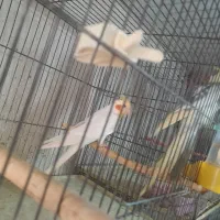 عروس هلندی|پرنده|رشت, لاکانی|دیوار