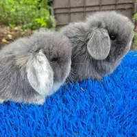 (خرگوش) مینی لوپ یکماه مینیاتوری(خرگوش)