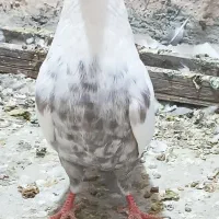 دم سوسنی ماده