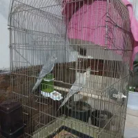 یک جفت عروس هلندی جوان|پرنده|اقبالیه, |دیوار