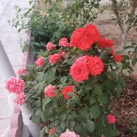 باغچه در میم|فروش خانه و ویلا|کهک, |دیوار