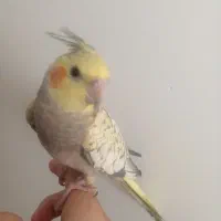 عروس هلندی قیمت پایین