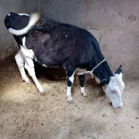 گوساله ماده سیمنتال اصل فروش فوری