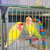 طوطی برزیلی