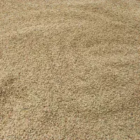 عدس تازه کاشت امسال