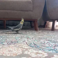 عروس هلندی سخنگو دستی..