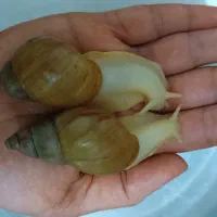 حلزون کلاژن ساز پوست